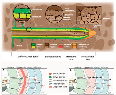 Root Exudation of Primary Metabolites: Mechanisms and Their Roles in Plant Responses to Environmental Stimuli